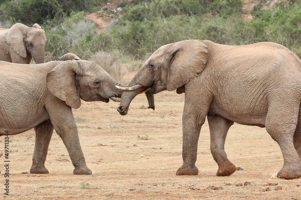 Fototapeta premium African elephant, Addo Elephant National Park