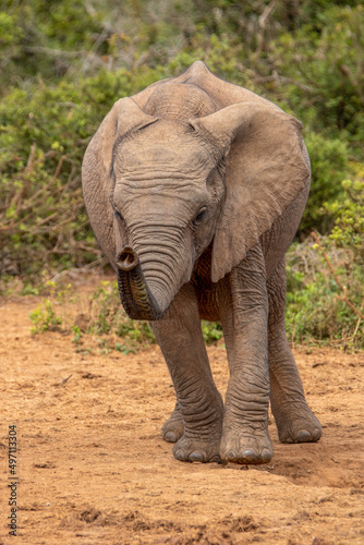 African elephant  Addo Elephant National Park