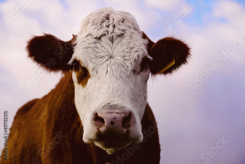 Hereford cow face close up with sky background for farm animal wallpaper background. photo
