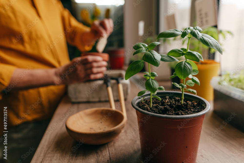 Basil herb in a flowerpot near woman planting seeds Basil herb in a flowerpot near woman planting seeds