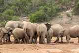 African elephant at the waterhole, Addo Elephant National Park