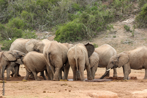 African elephant at the waterhole, Addo Elephant National Park