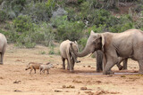 Elephant chasing away warthog at the waterhole, Addo Elephant National Park