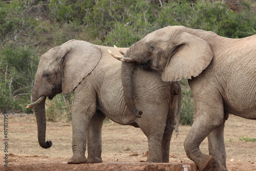 African elephant, Addo Elephant National Park