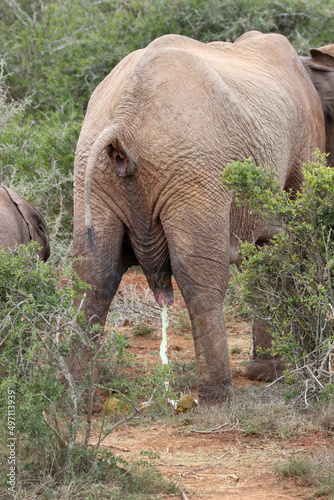 Fotografie Elephant urinating (educational image), Addo Elephant National Park