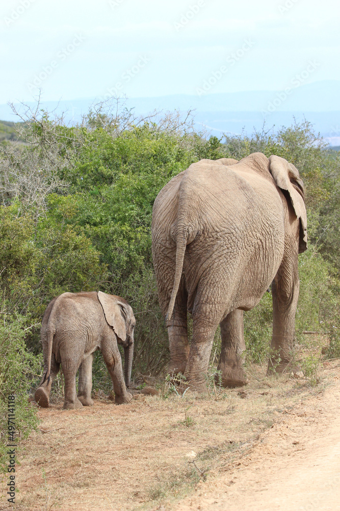 Elephant with calf, Addo Elephant National Park