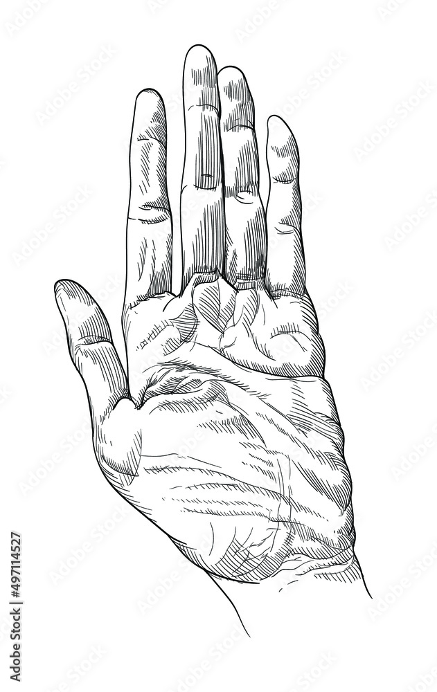 Fototapeta premium Linear sketch of the hand. Vector illustration.