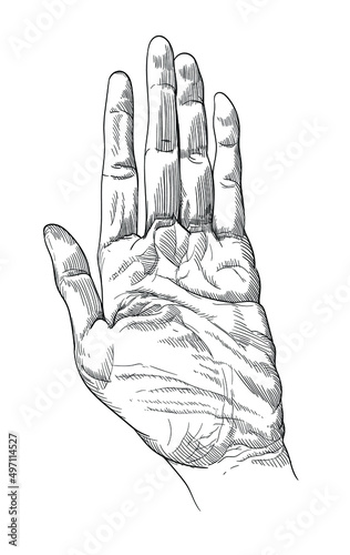 Linear sketch of the hand. Vector illustration.