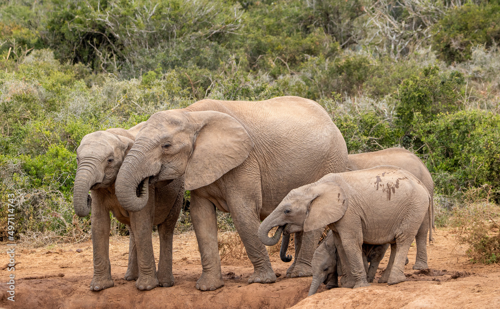 African elephant at the waterhole, Addo Elephant National Park African elephant at the waterhole, Addo Elephant National Park