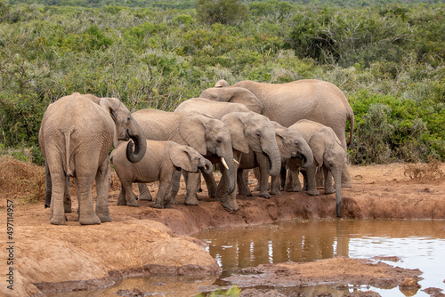 African elephant at the waterhole, Addo Elephant National Park