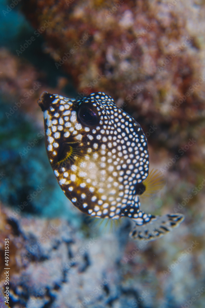 Lactophrys bicaudalis , spotted trunkfish close up Lactophrys bicaudalis , spotted trunkfish close up