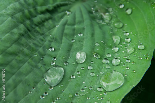 Фотография raindrops on a green leaf