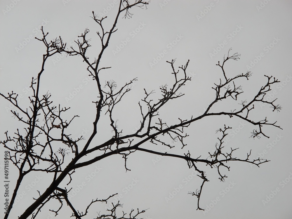 naked branches on gray sky background naked branches on gray sky background