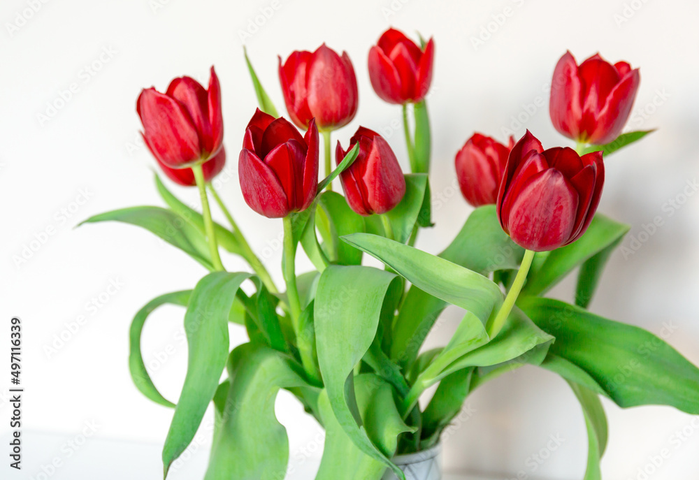 Obraz premium Red tulips in a vase on the shelf at home. Bouquet for Mothers day, home decoration