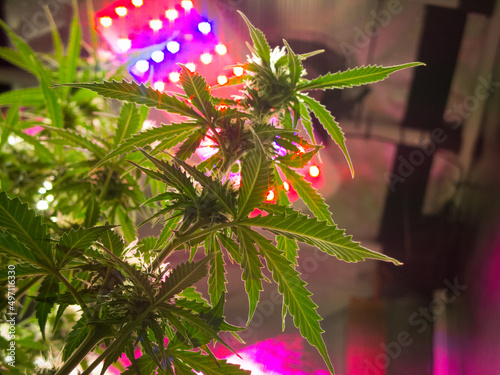 A cannabis bush with bright green leaves in a grow box, bottom view
