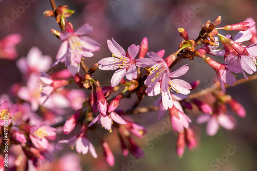 Prunus incam okame cherry ornamental small tree flowers in bloom  beautiful pink plant flowering branches