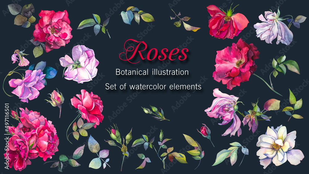 Roses. Botanical illustration. Set of watercolor elements of blooming ...