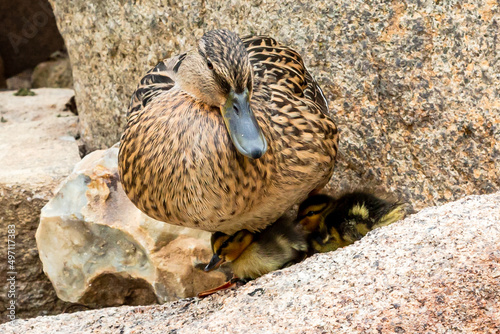 Mama duck with her ducklings on the stone of a pond. She raises ducks. Acuatic birds. duck family