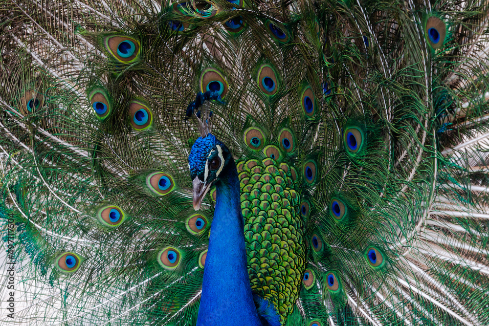 Obraz premium Peacock colored plumage. Colourful feathers. Mating techniques. tropical birds