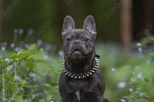 Close-up portrait of french bulldog puppy among blue flowers in spring forest