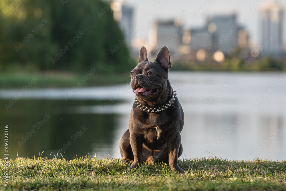 Cute french bulldog puppy resting by the lake on a hot summer day Cute french bulldog puppy resting by the lake on a hot summer day