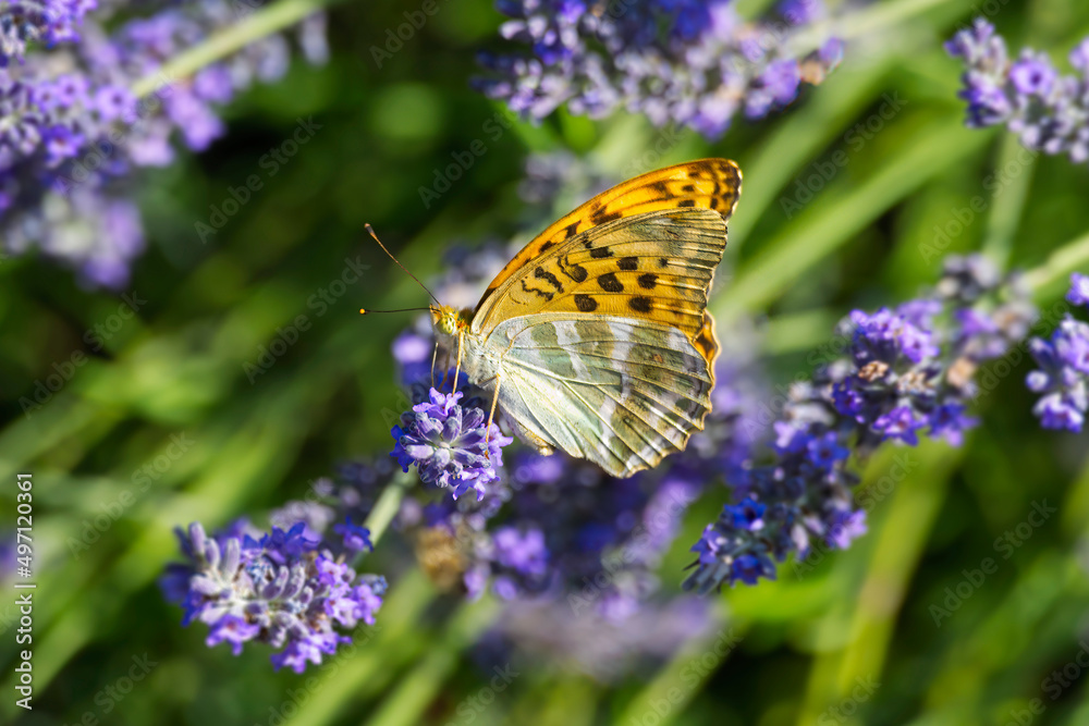 Silver-washed Fritillary butterfly (Argynnis paphia) sitting on lavender in Zurich, Switzerland Silver-washed Fritillary butterfly (Argynnis paphia) sitting on lavender in Zurich, Switzerland