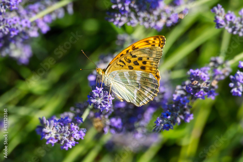 Silver-washed Fritillary butterfly (Argynnis paphia) sitting on lavender in Zurich, Switzerland © Janine