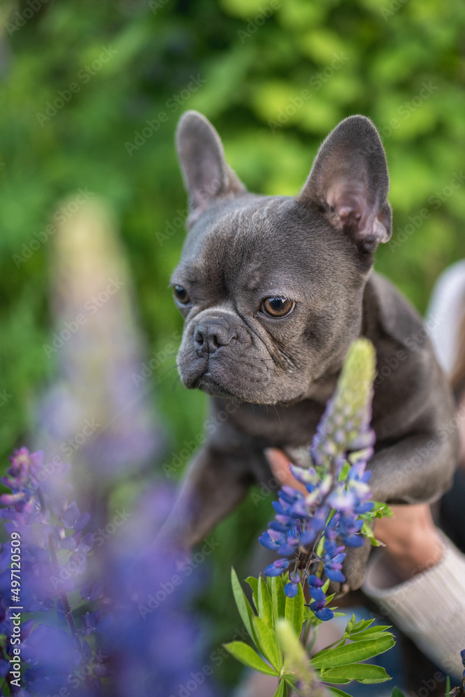 Funny french bulldog puppy among lupine flowers