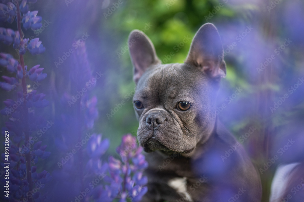 Funny french bulldog puppy among lupine flowers
