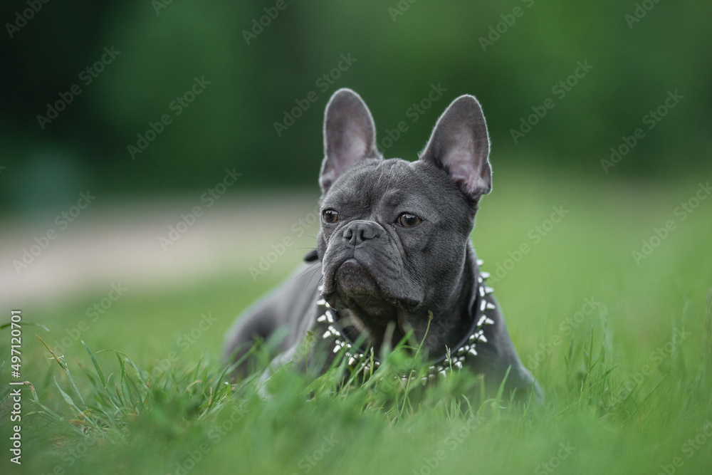 Cute french bulldog puppy resting in city park