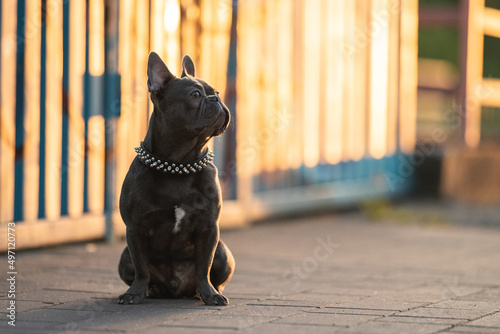 Cute french bulldog puppy in the city in the rays of the setting sun