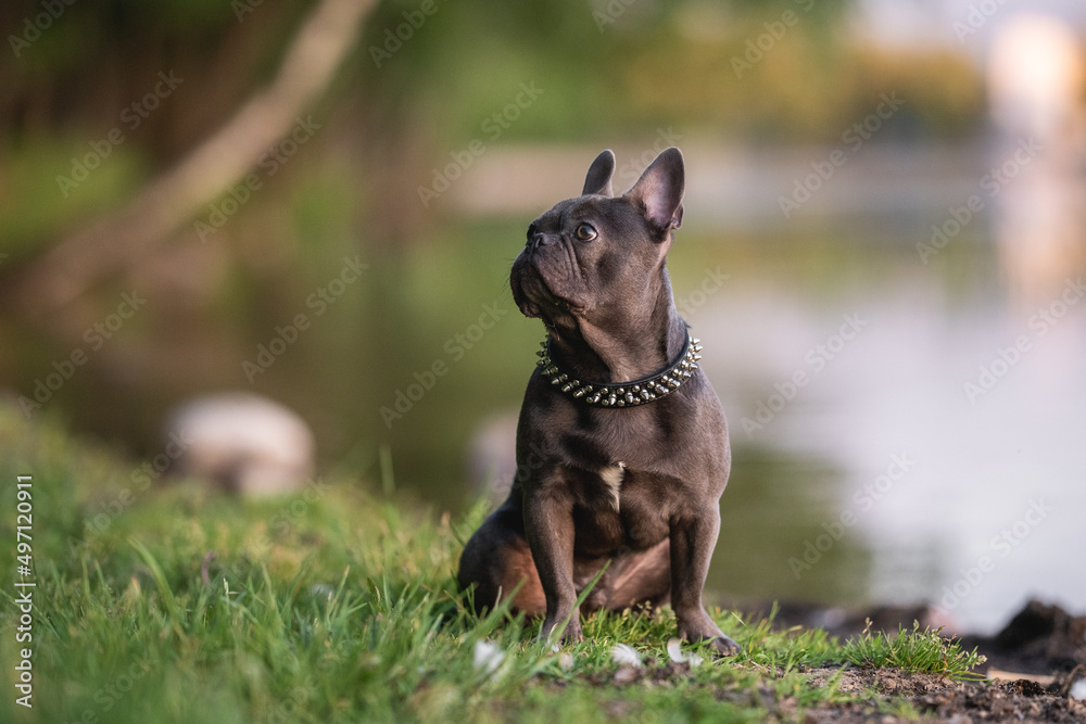 Cute french bulldog puppy resting by the lake against sunset cityscape