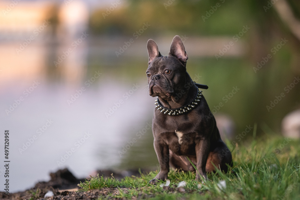 Cute french bulldog puppy resting by the lake against sunset cityscape Cute french bulldog puppy resting by the lake against sunset cityscape