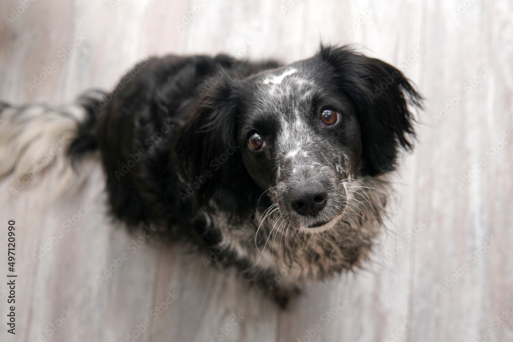 the dog spaniel sitting on the floor and looks into the camera the dog spaniel sitting on the floor and looks into the camera