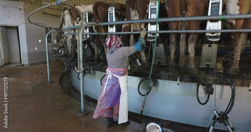 Female farm worker attending to 50 Ayrshire dairy cows being milked on a rotating milking machine. Livestock is a major contributor to climate change photo