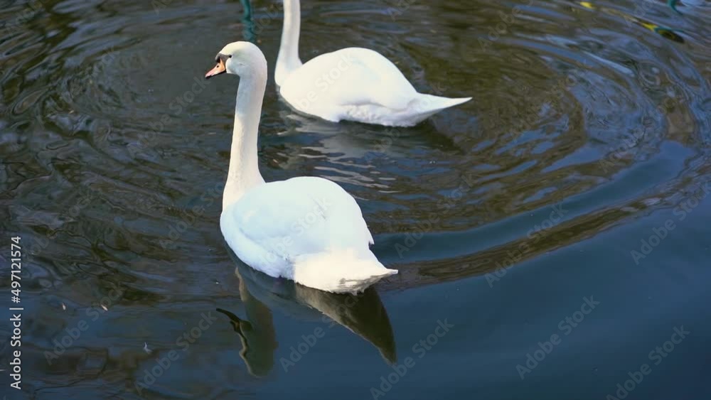 Nice white swans swim in the water in river. Quiet and rippling river. Enjoying with white swan and watching in nature. Slow motion. Nice white swans swim in the water in river. Quiet and rippling river. Enjoying with white swan and watching in nature. Slow motion.