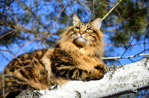 Fotografie Kurilian bobtail on a walk lies on a birch in the forest against the blue sky