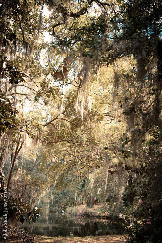 Fototapeta premium Springtime landscape with trees, Spanish moss and pond