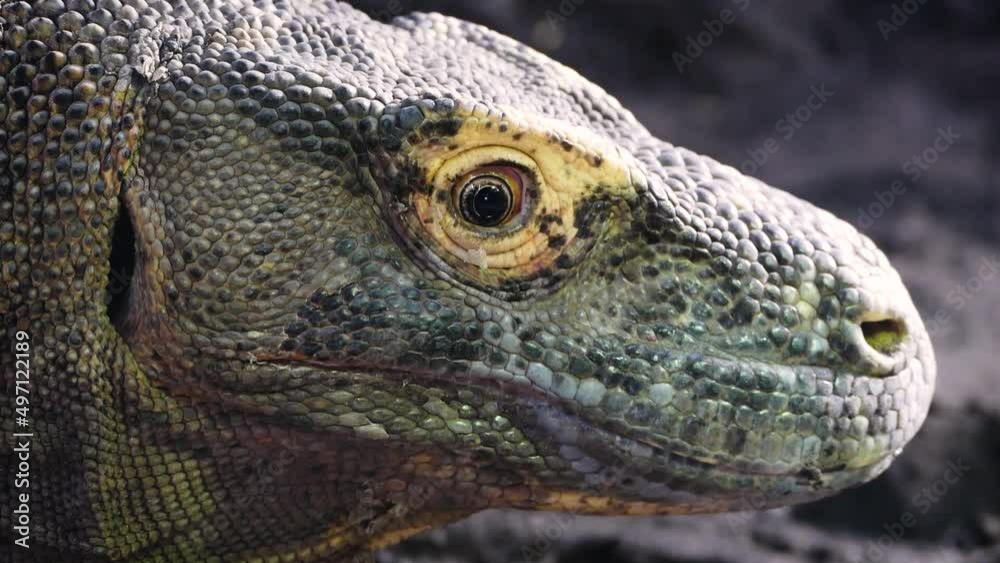 Komodo dragon (Varanus komodoensis), close-up Komodo dragon (Varanus komodoensis), close-up