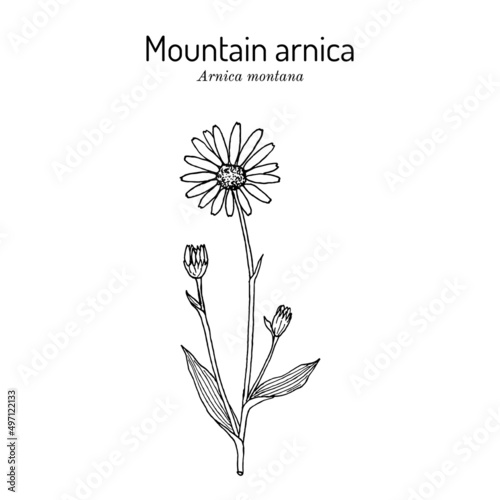 Mountain arnica  or wolfs bane Arnica montana   medicinal plant