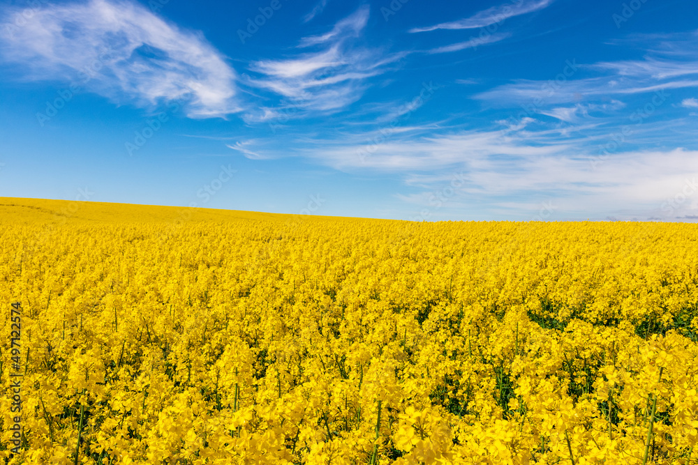 Bright yellow flowering oilseed rape (Brassica napus) field on a sunny day. Blue sky. Food plant. Plant for biofuel production. Latvia Bright yellow flowering oilseed rape (Brassica napus) field on a sunny day. Blue sky. Food plant. Plant for biofuel production. Latvia