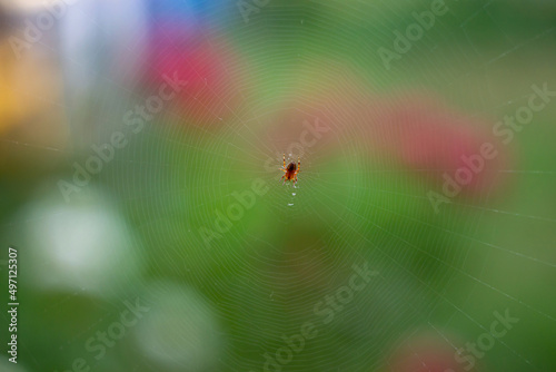 small spider on a web