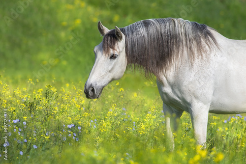 White horse in spring meadow