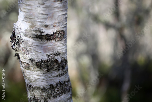 Billede på lærred Details of Trees bark - Craigendarroch oakwoods - Ballater - Aberdeenshire - Sco