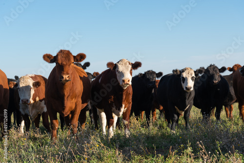 Foto Herd of young cows