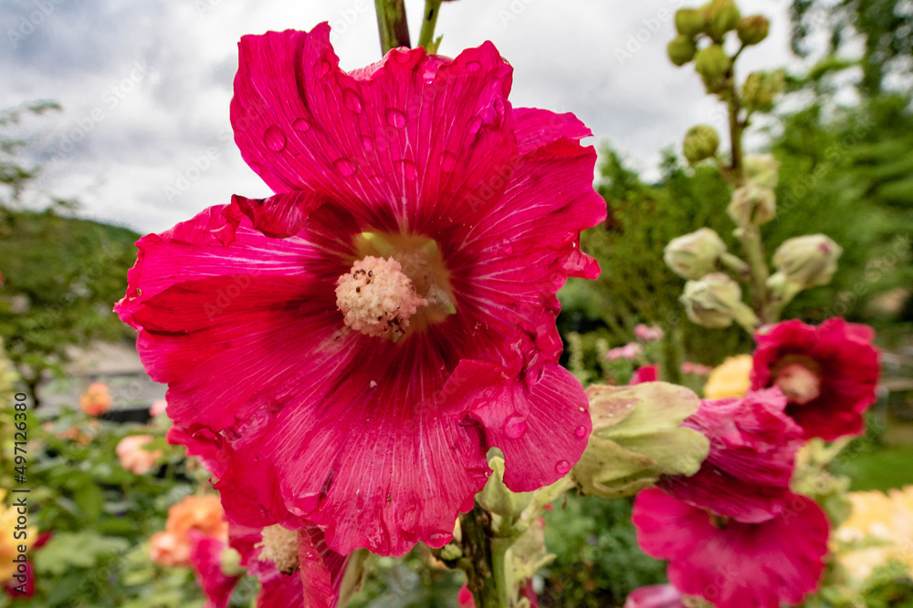 magnificent red hollyhocks with raindrops, close-up magnificent red hollyhocks with raindrops, close-up