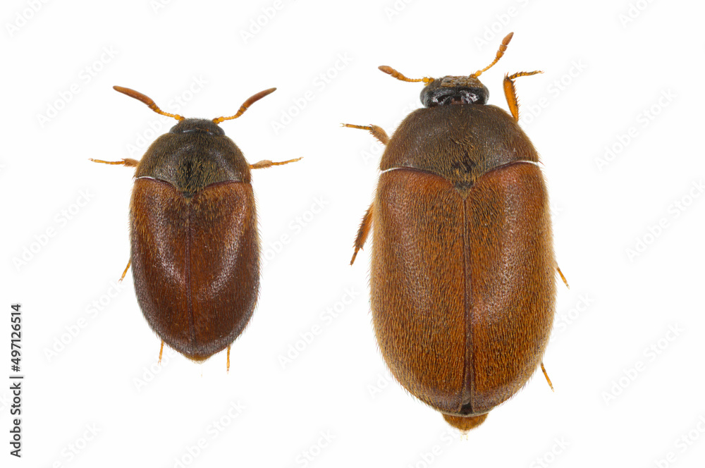 Attagenus smirnovi, the brown carpet beetle, is a beetle from the family Dermestidae. A