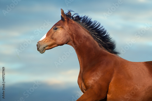 Bay horse with long mane close up portrait