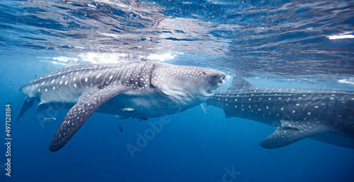 Mexico, Isla Mujeres, Whale sharks swimming in sea © Image Source