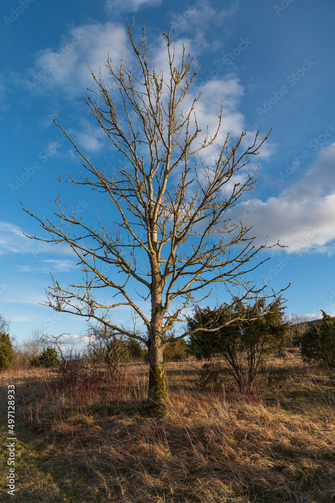 bare tree in winter supplies blue, cloudy sky bare tree in winter supplies blue, cloudy sky